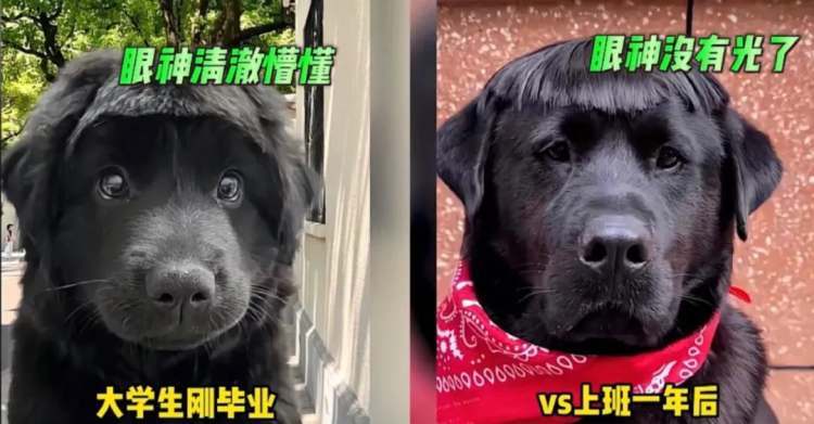 说大学生“清澈又愚蠢”?我第一个不服